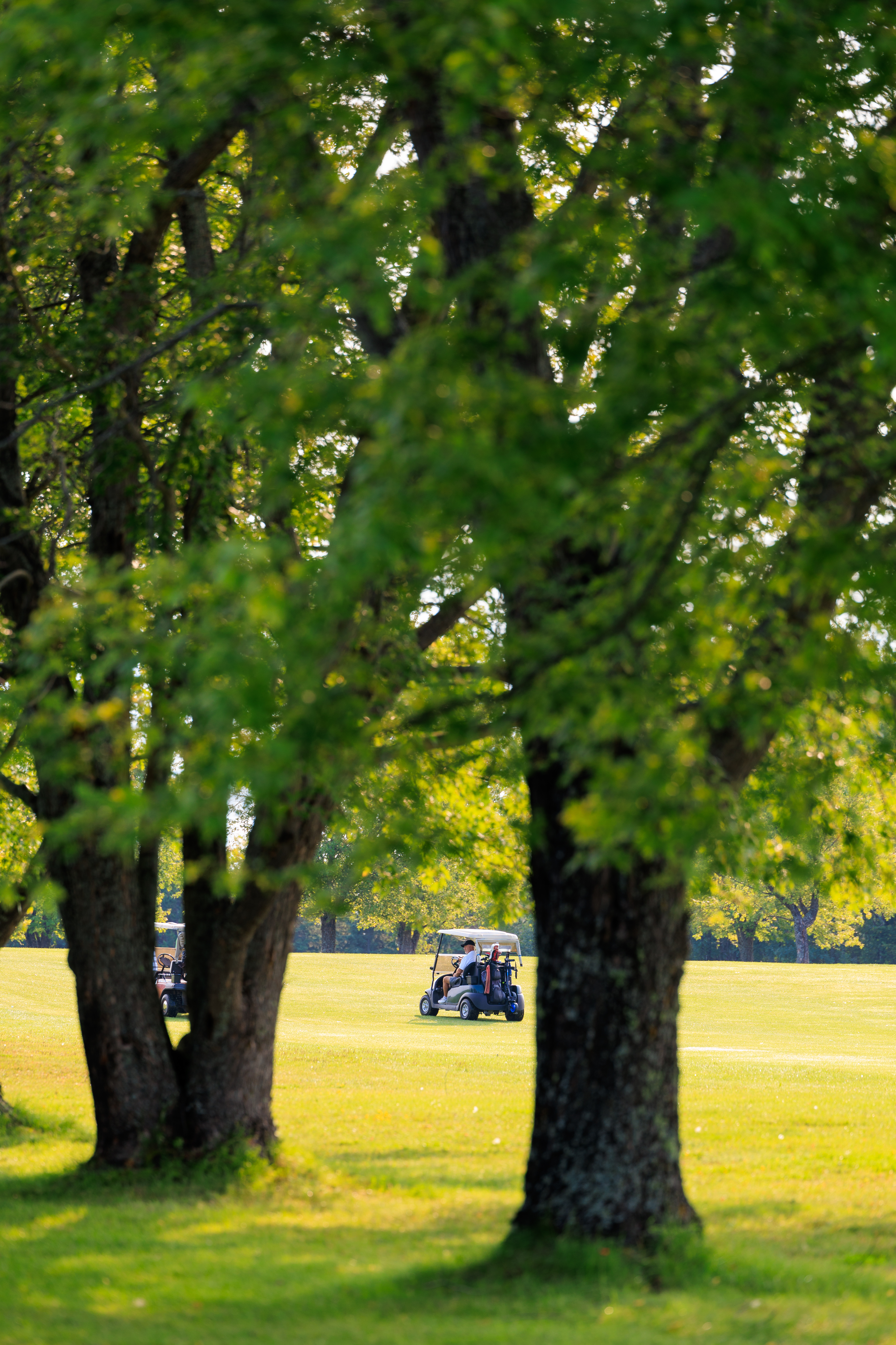 Person driving a golf cart beyond two trees on vibrant green grass at a golf course